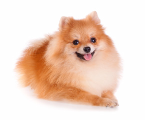 Obraz premium Pomeranian Dog