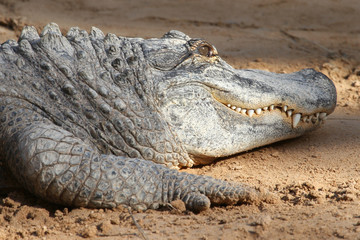 Crocodile