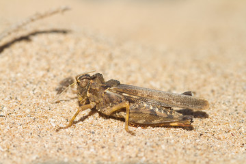 Grasshopper