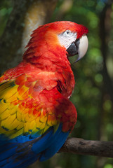Macaw parrot