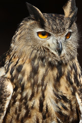 Long-eared Owl