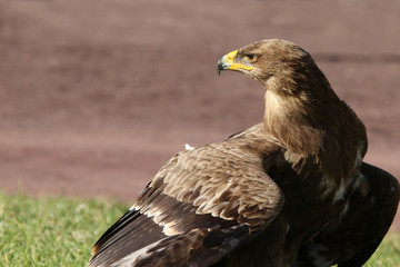 Bird of Prey