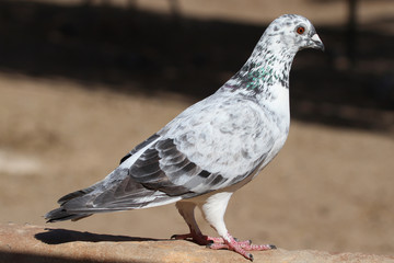 Pigeon