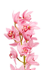 Obraz na płótnie Canvas Orchid isolated on white background