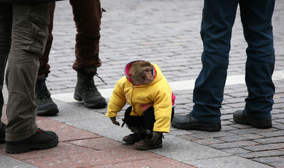 The monkey in warm human a clothing