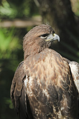 Red-tailed Hawk
