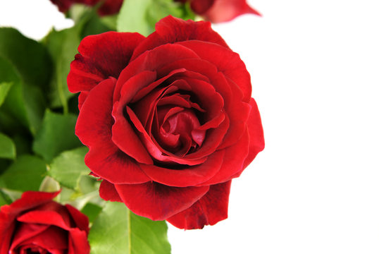 Red Rose White Background