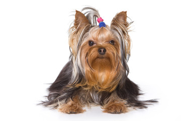 Yorkshire terrier puppy on white