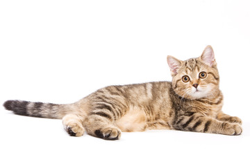 British kitten on white background