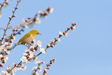 青空の背景にメジロ