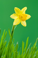 Fototapeta premium narcissus