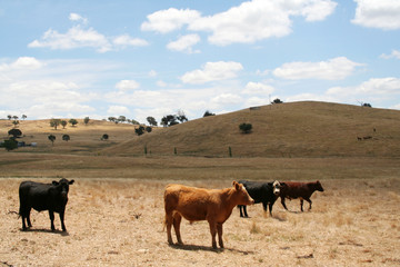Fototapeta na wymiar Cows - Australia