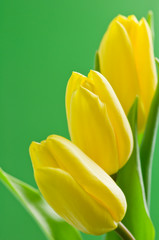 Naklejka premium tulips
