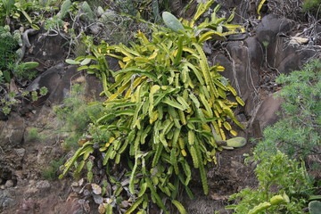 Kaktus hylocereus undatus,Gran Canaria
