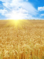 Naklejka premium grain field and sunny day