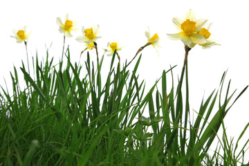 yellow spring daffodils in green grass isolated on white