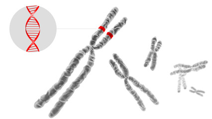 Chromosomes sur fond blanc 2