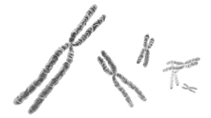 Chromosomes sur fond blanc 1