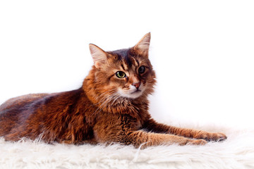 Rudy somali cat laying on white fur carpet