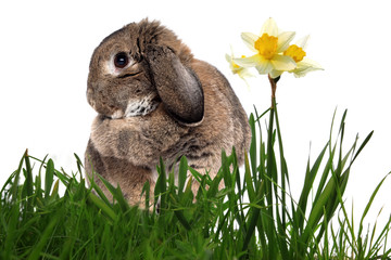 Adorable rabbit in green grass with yellow spring daffodils isol