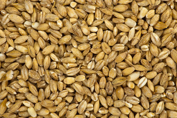 Pearl barley macro background
