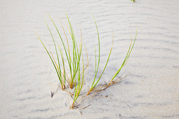 Wind blown grass on sand dune