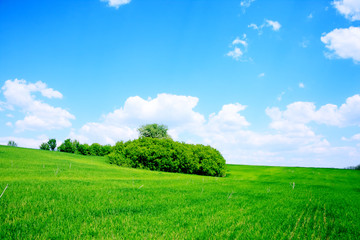 Obraz na płótnie Canvas green field and trees