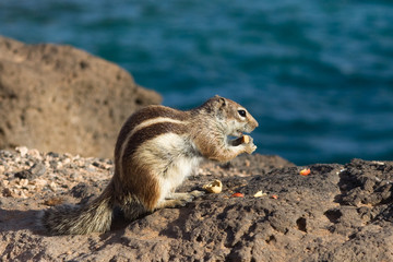 Ground Squirrel