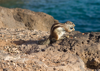 Ground Squirrel
