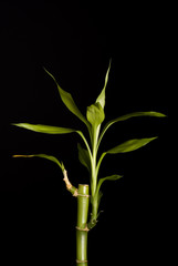Fototapeta na wymiar Bambuspflanze mit Blättern