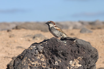 sparrow