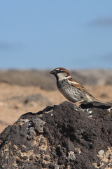 sparrow