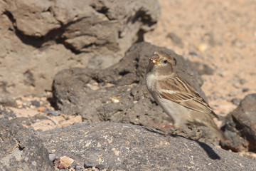 sparrow