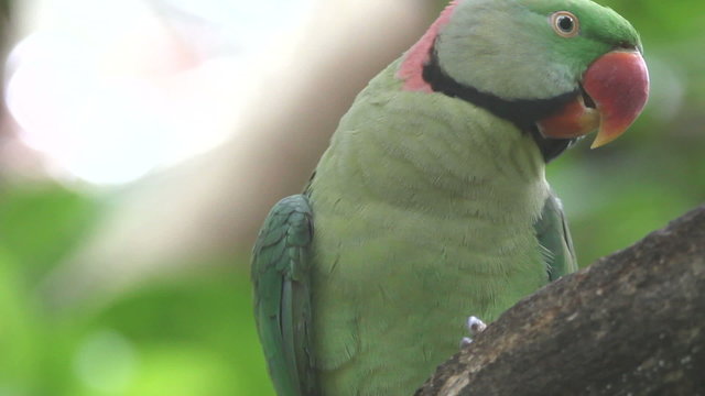 Green parrot