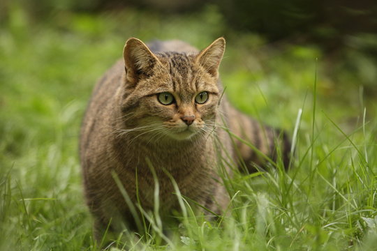 Wildkatze auf Pirsch