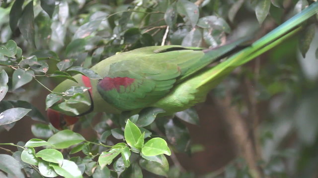 Green parrot