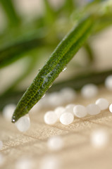 Globuli mit Rosmarin