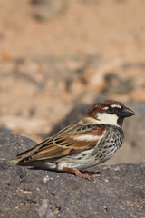 sparrow