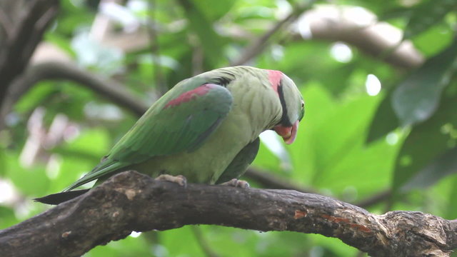 Green parrot