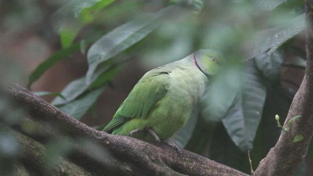 Green parrot