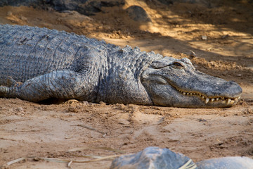 Crocodile