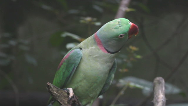 Green parrot