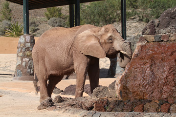 Fototapeta premium Elephant