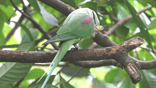 Green parrot