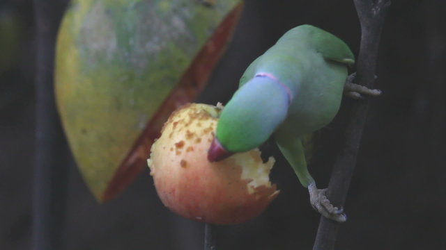 Green parrot