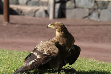 Bird of Prey