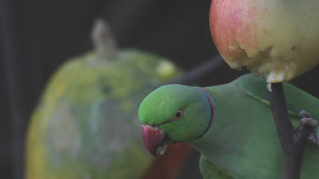 Green parrot
