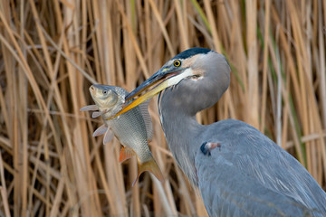 Great Blue Heron (Ardea herodias)