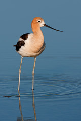 American Avocet (Recurvirostra americana)