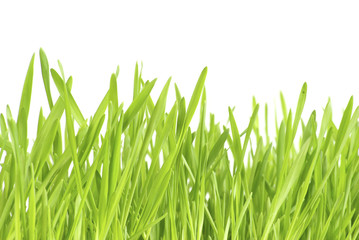 Obraz premium green lawn